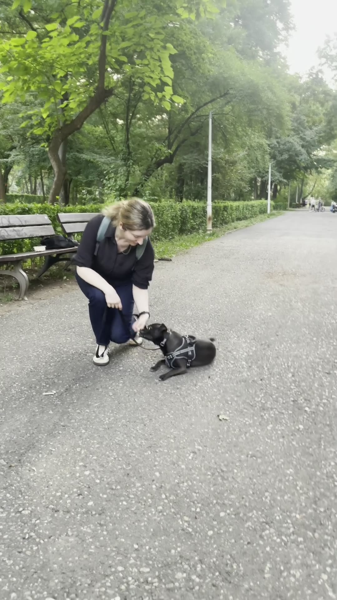 Câine mic negru în „șezi” pe alee, la apus