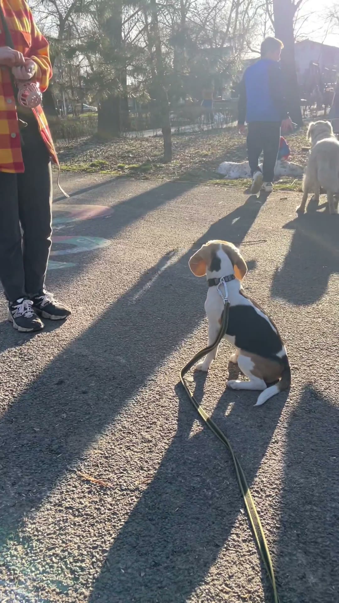 Beagle cu stăpânul pe aleea din parc