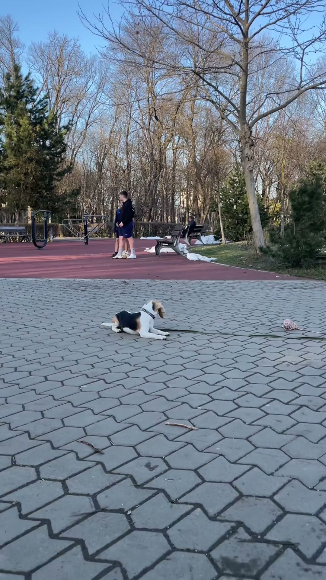 Beagle în „culcat” pe o alee din parc