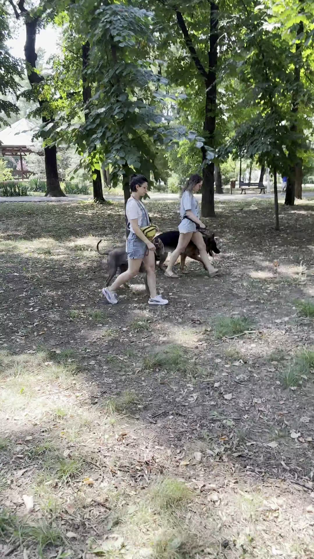 Doi câini în „culcat” unul lângă altul, cu stăpâna