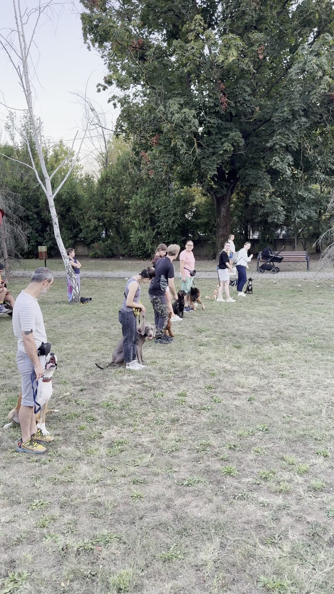 Boxer la picior lângă stăpân în ședință de grup