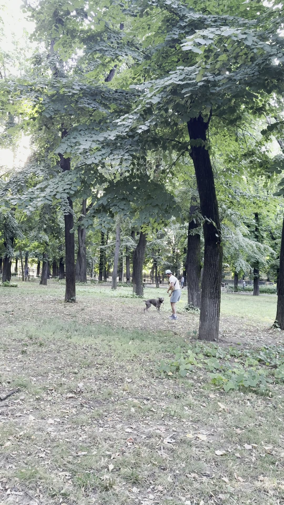Mai mulți stăpâni cu câinii lor în parc