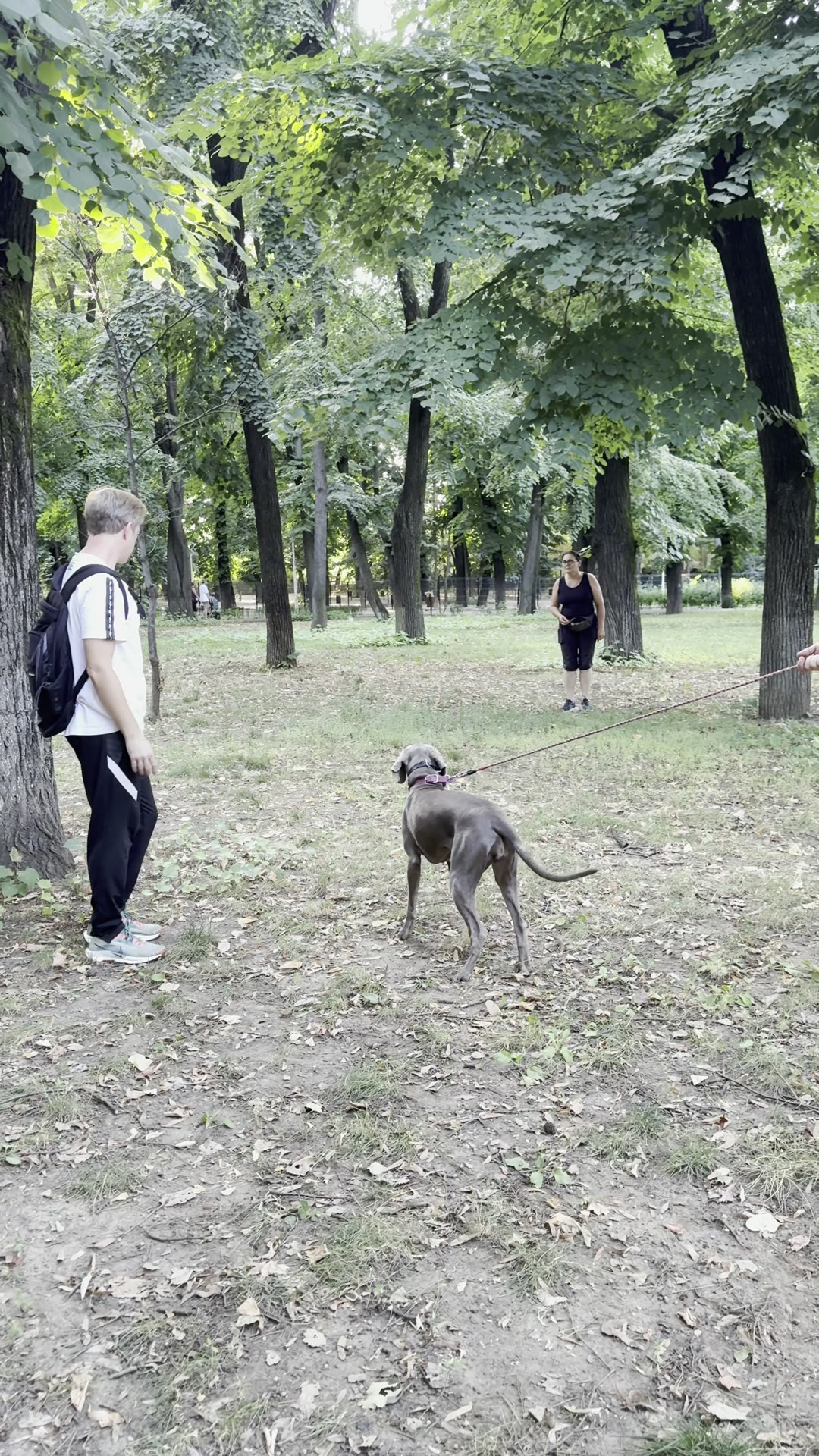 Mai mulți stăpâni cu câinii lor în ședință de grup