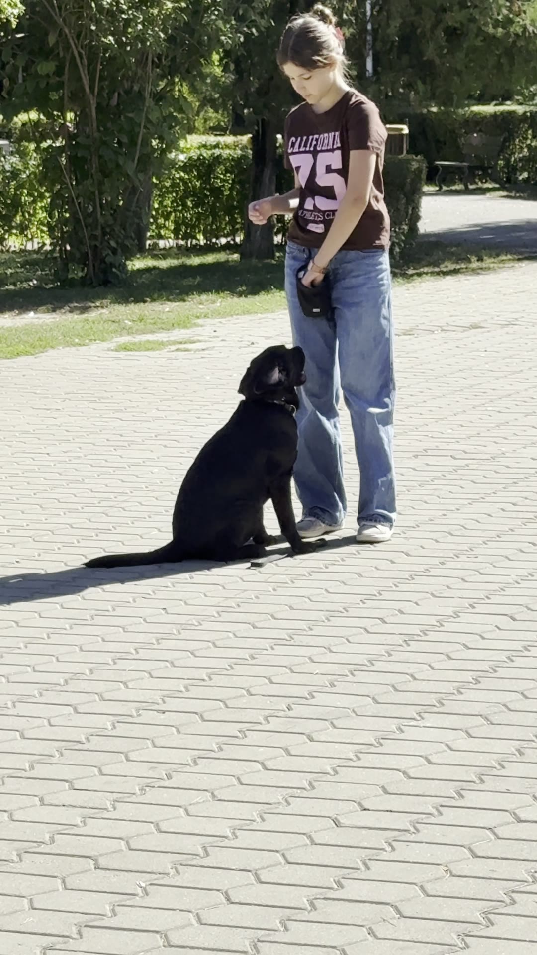 Labrador negru în „șezi” lângă stăpâna lui pe alee
