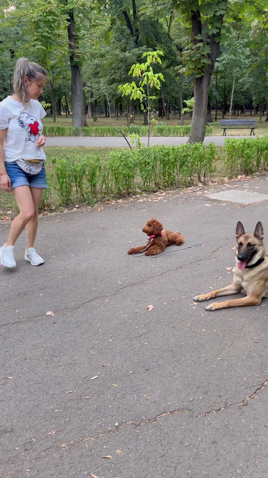 Malinois și pudel toy culcați unul lângă altul cu stăpâna lor