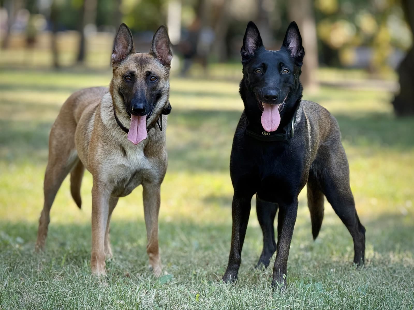 Cei doi Malinois ai lui Adi