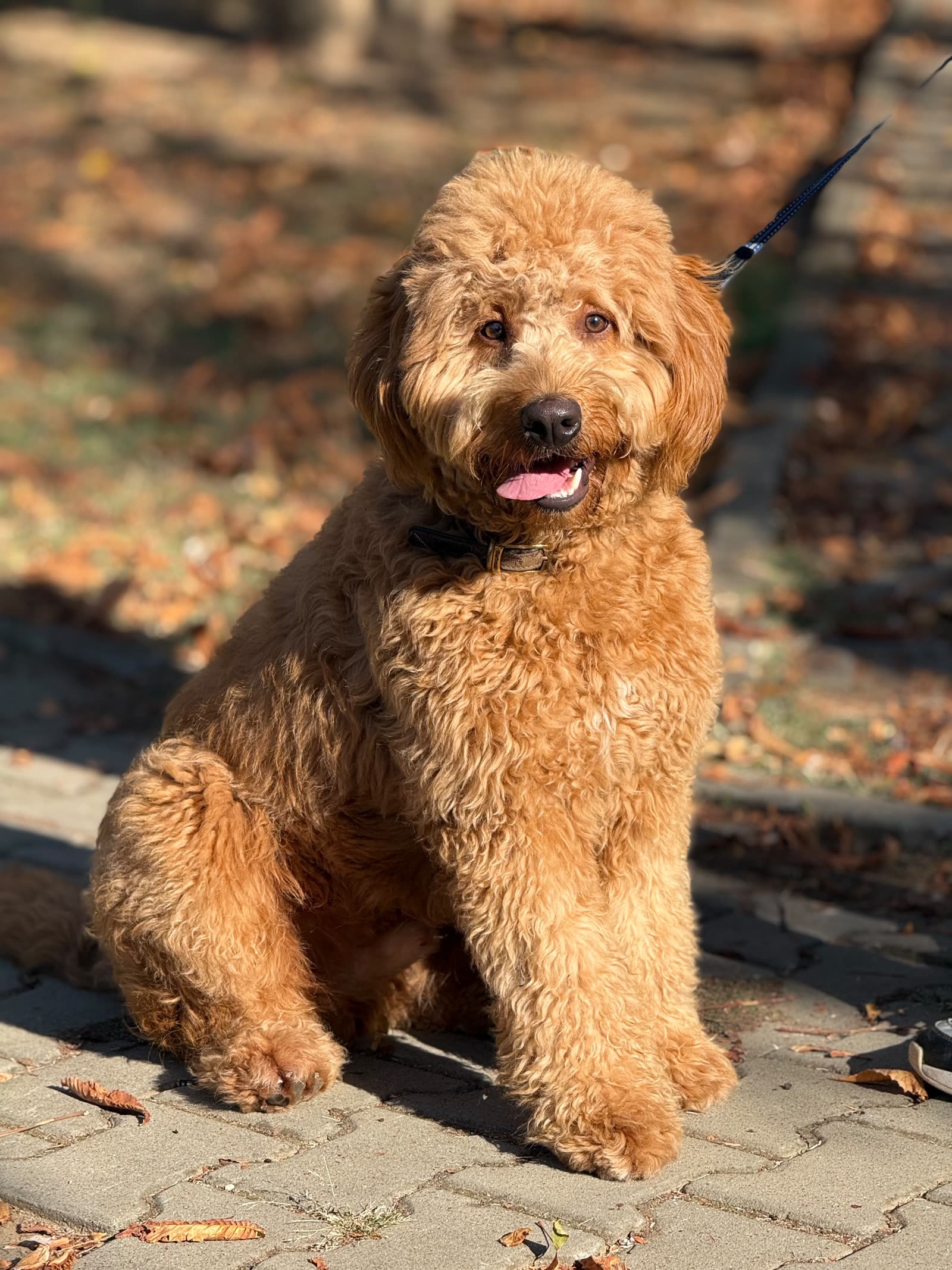 Goldendoodle în „șezi” pe alee, toamna
