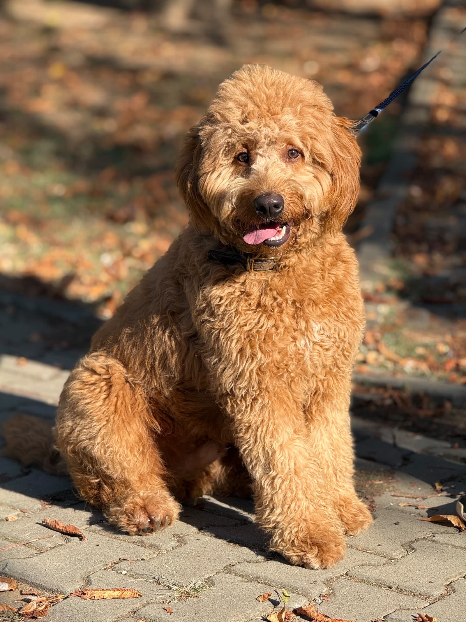 Goldendoodle roșcat stând în „șezi” pe o alee pavată, toamna