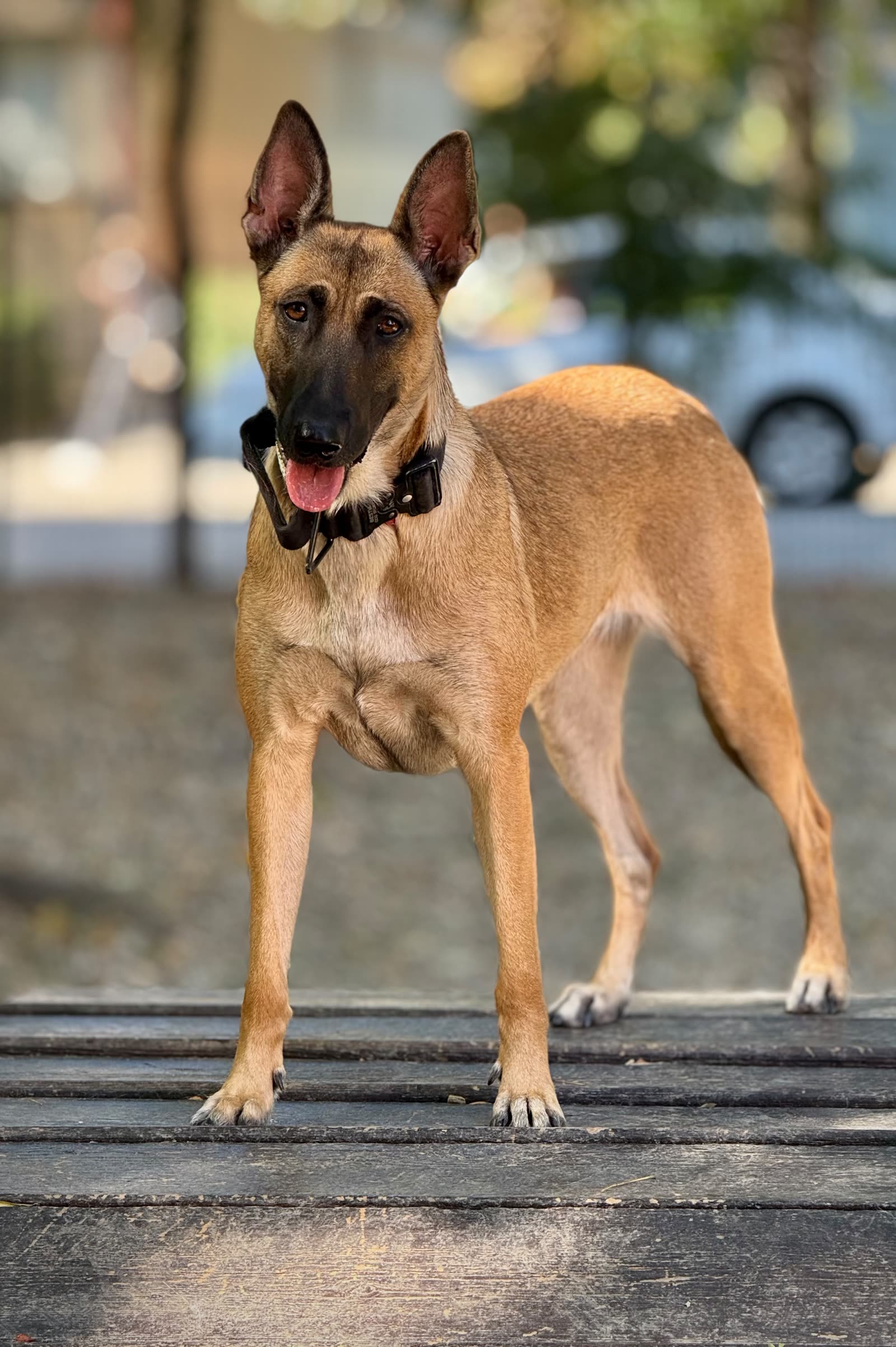 Malinois pe bancă