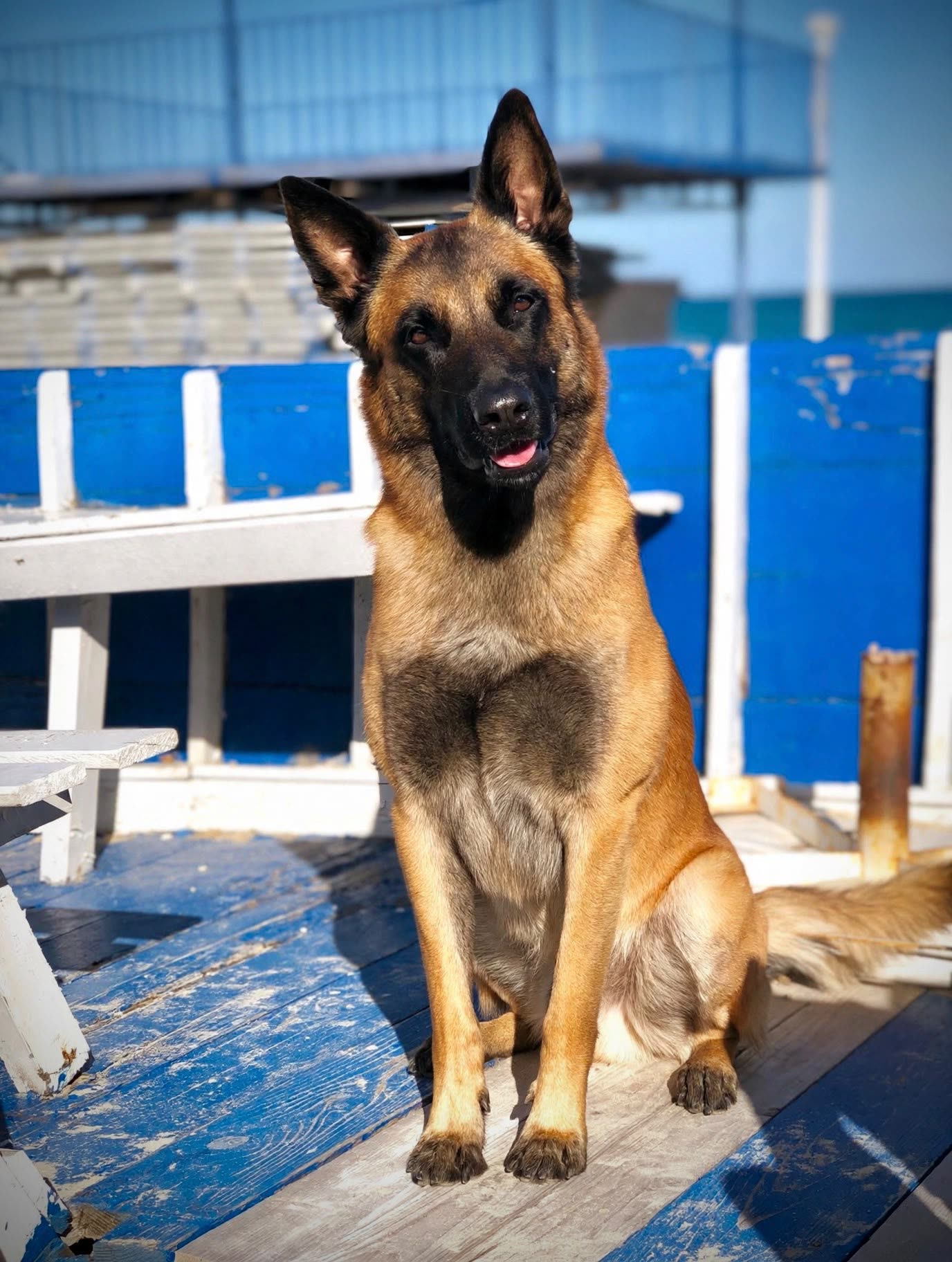 Malinois la mare