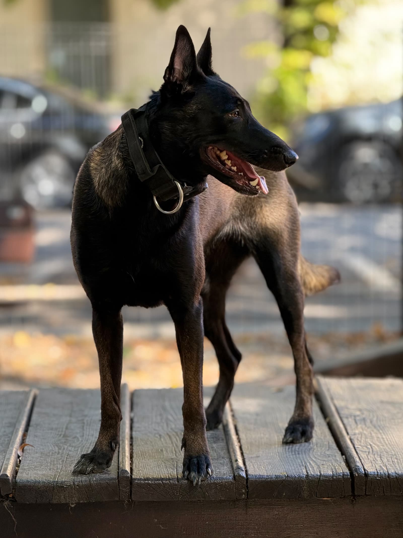 Malinois negru pe bancă