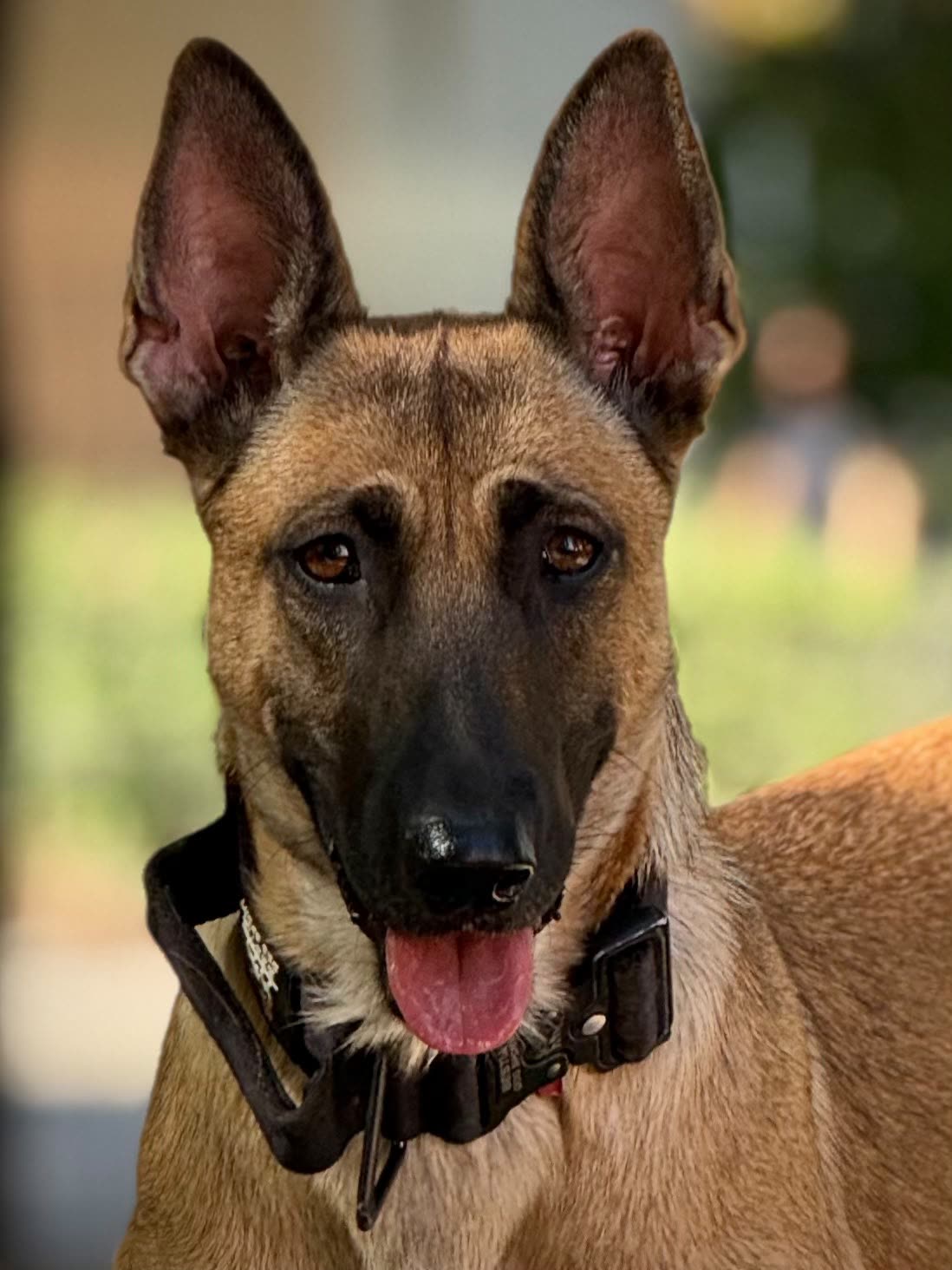Malinois - portret