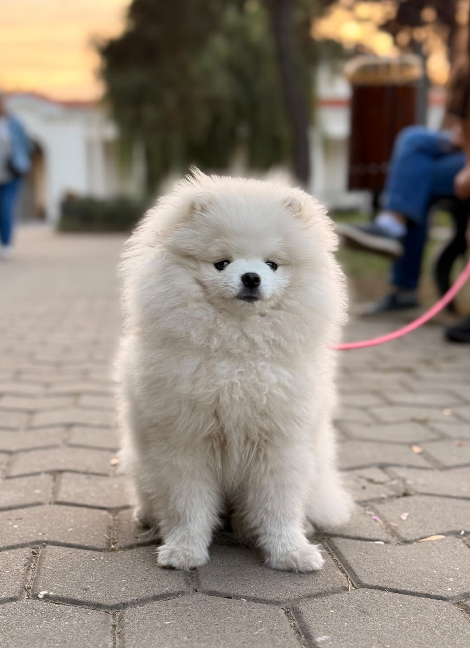 Pomeranian la apus