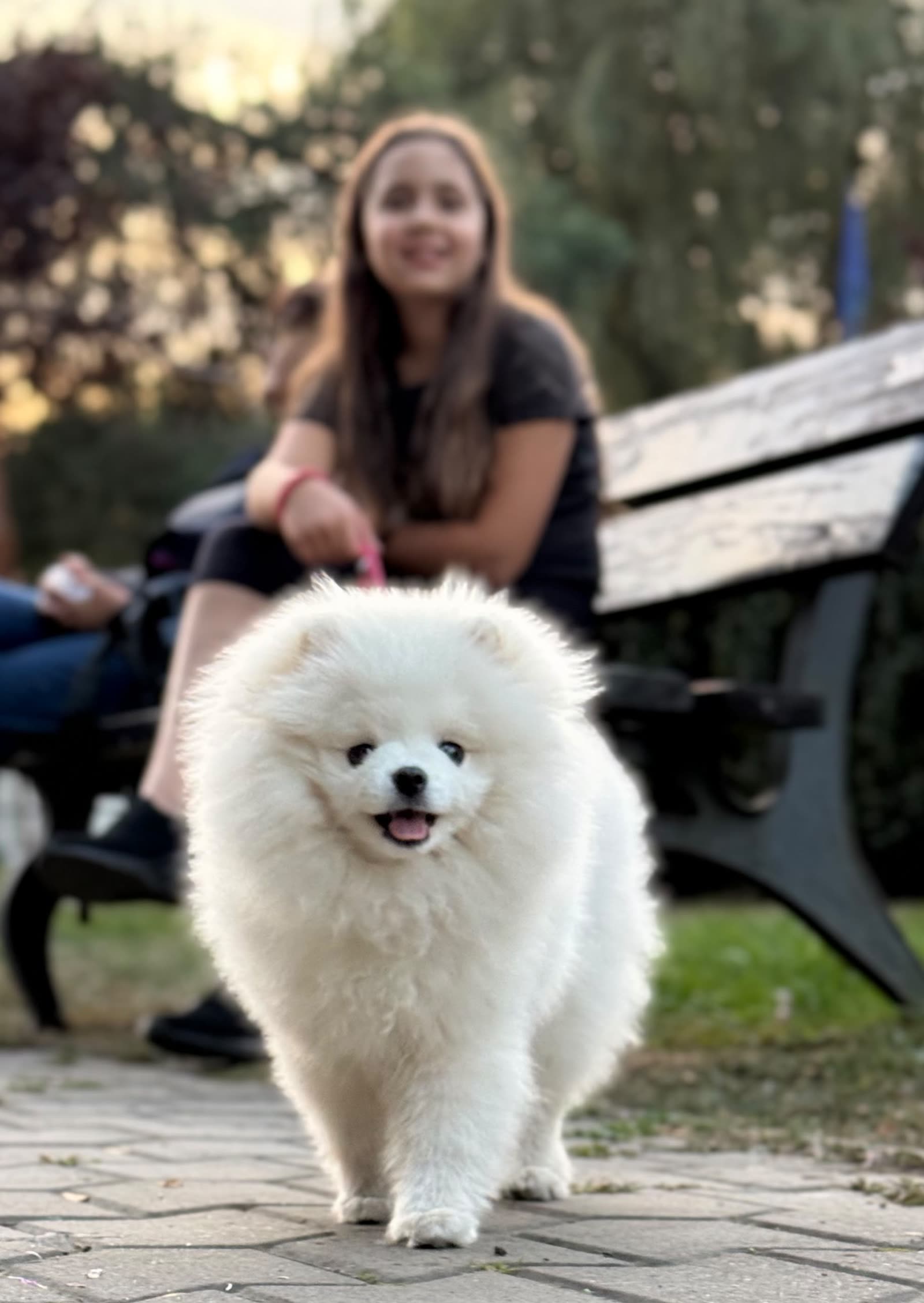 Pomeranian în parc