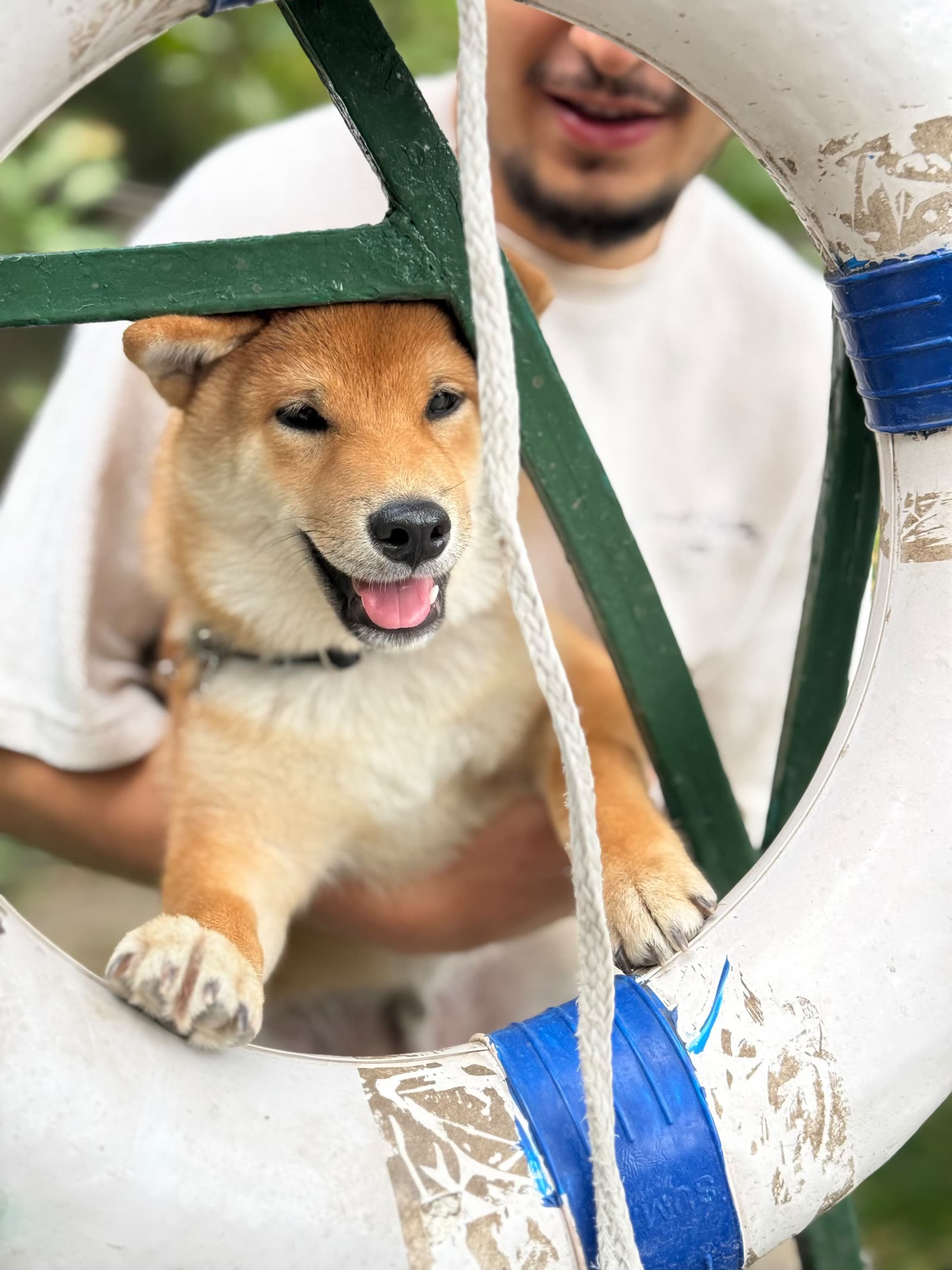 Pui de shiba într-un colac