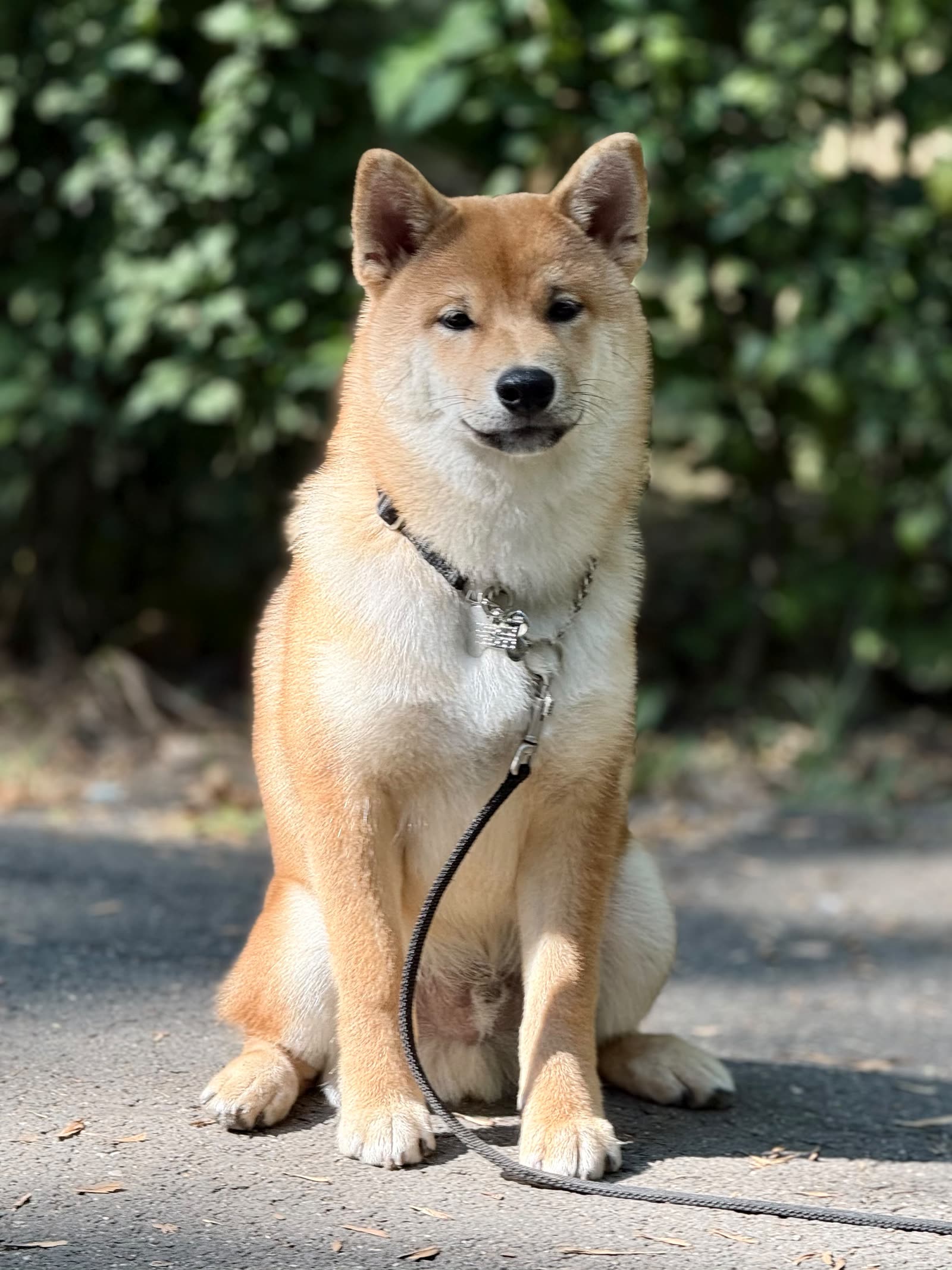 Shiba Inu în „șezi”