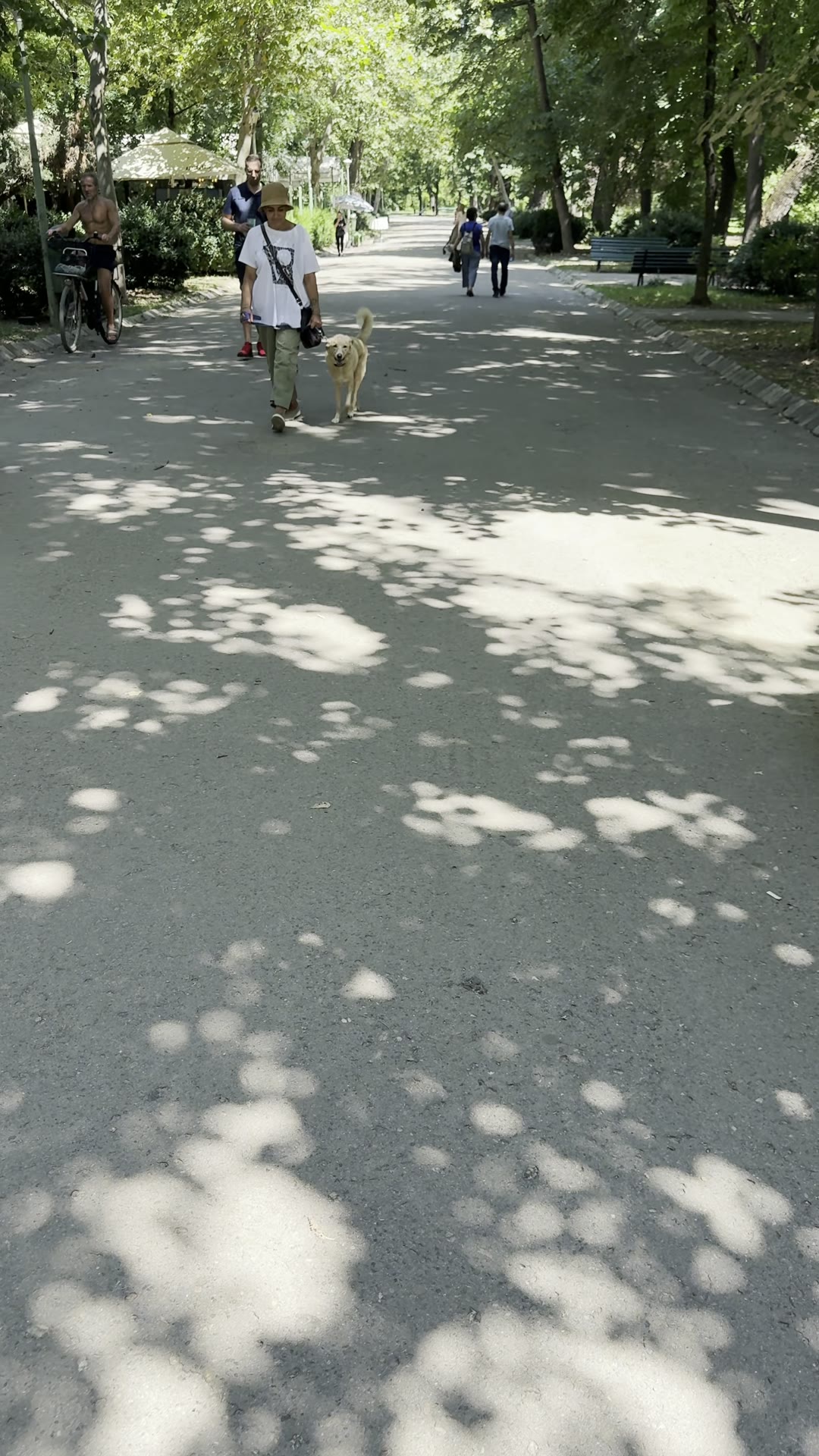 Câine mare crem mergând relaxat în lesă pe trotuar