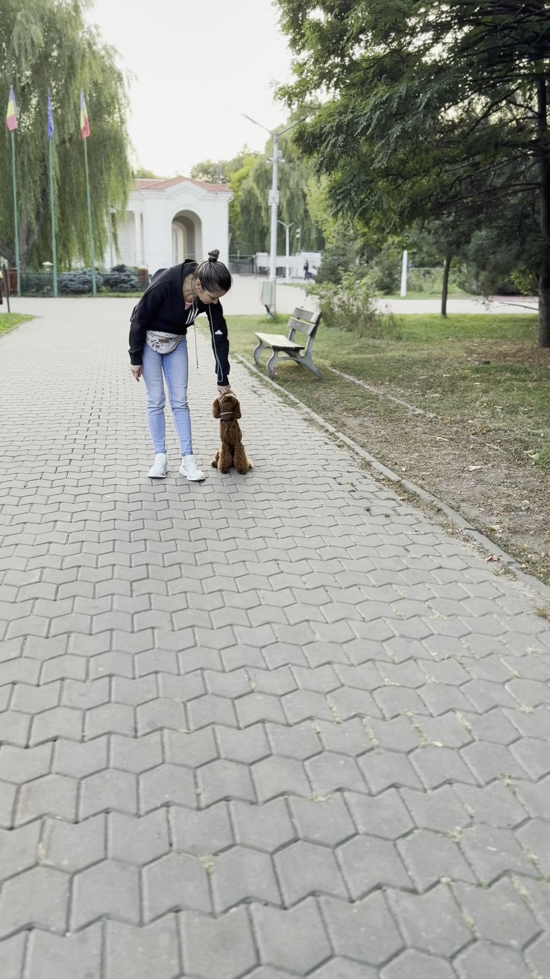 Pudel toy roșcat în „șezi” pe aleea din parc