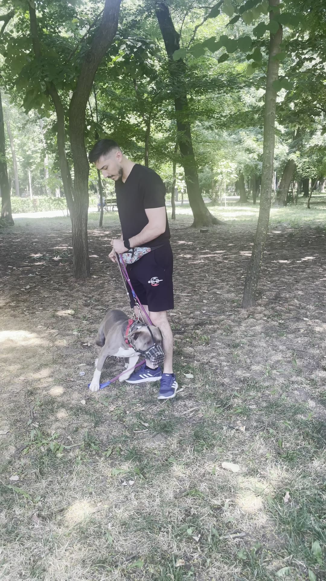 Doi stăpâni și un amstaff cu botniță, în ședință de lucru pentru reactivitate