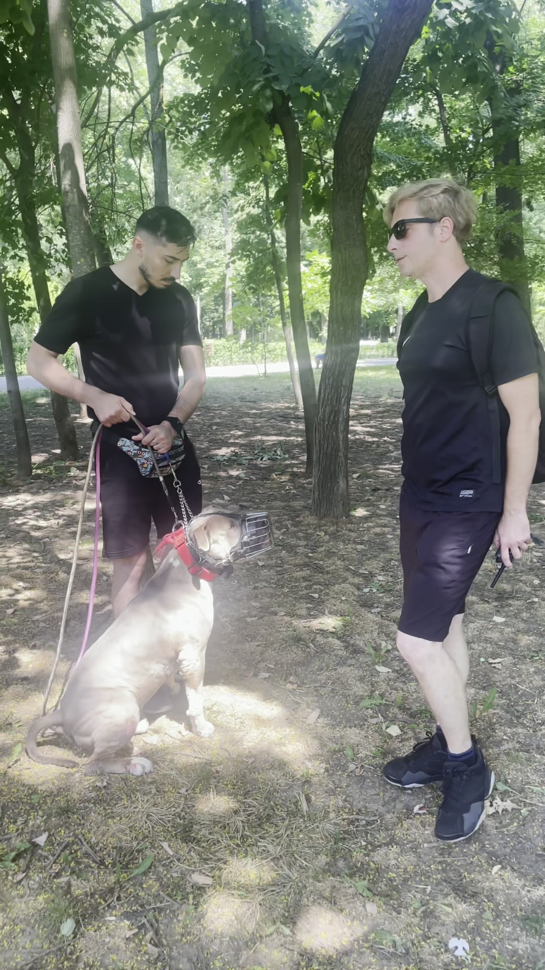 Amstaff cu botniță între stăpân și instructor, în parc