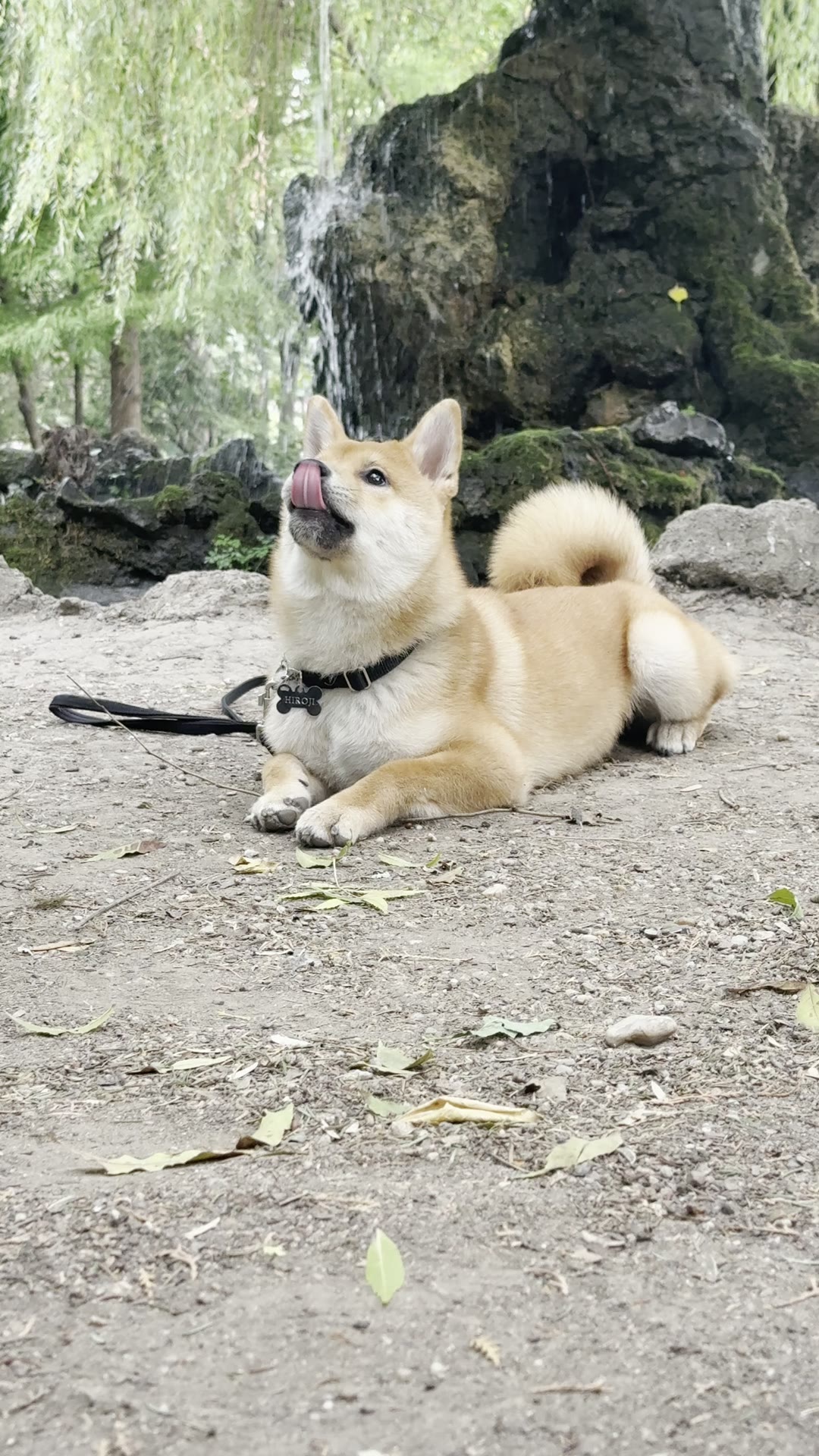 Shiba Inu în „culcat” lângă apă, în parc